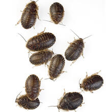 杜比亚蟑螂活体幼体繁殖组蜥蜴龙鱼守宫变色龙活饵饲料超樱桃蟋蟀 新成年繁殖组(7公13母)