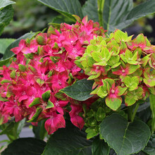 【虹越】大花绣球花盆栽苗 无尽夏花手鞠铆钉绣球八仙花庭院阳台花卉 万花筒   1加仑