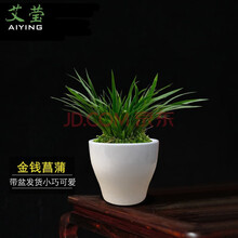 艾莹绿植 姬月季 微型盆景花卉盆栽办公室书房茶桌装饰好养四季开花 C款-金钱菖蒲迷你中圆杯型盆