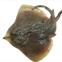 老板鱼魔鬼鱼海鱼新鲜鱼偏口鱼蝶鱼鳐鱼海鲜鱼 7-8斤(一条)