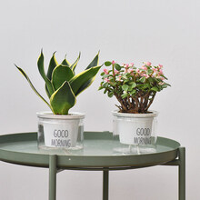 蝴蝶之舞 绿植花卉发财树豆瓣绿袖珍椰子室内好养小绿植自吸水培植物盆栽懒人花卉桌面组合 金边虎耳兰+金枝玉叶 带盆栽好