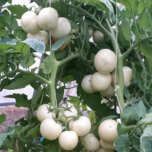 寿禾 石盾197石头番茄种子/水果番茄苗大红西红柿高产红硬果早熟秋季蔬菜庭院普罗旺斯盆栽四季菜籽种 白番茄种子（白钻石5粒x3包）15粒【果硬清脆】