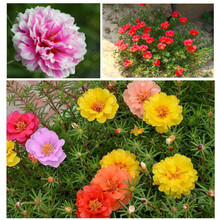 各种花种子夏季花种子易种四季易活室内室外适合夏天种的花种 太阳花100粒