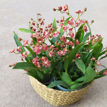 带花苞梦香兰文心兰跳舞兰室内花卉四季开花植物盆栽香味香水兰花 带花剑-红花梦香3-5苗1杯