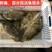 LISM桂鱼正宗纯鳜鱼鳌花鱼桂花鱼淡水鱼新鲜活鱼下单现杀 1斤左右/条 1条装