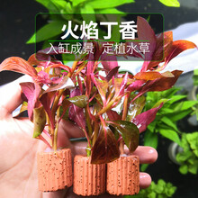 不用泥的水草无土定植水草造景懒人新手入门级净化水质的水草活体 火焰丁香定植株3个