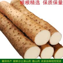 生鲜  襄阳脆山药 菜山药 粗大山药  农家淮山药 现挖现发 两斤品鲜价