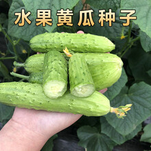 四季播种水果黄瓜节节瓜高产小黄瓜地载阳台盆栽菜籽农家蔬菜种子 水果黄瓜种子一包（约100粒）