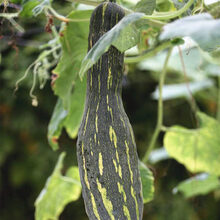 瓜种籽黑花特大南瓜愈合快随随吃巨型吊瓜高产四季蔬菜种子孑 七叶早南瓜20粒(原装)