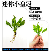 水草植物活真草懒人鱼缸水草造景套餐装饰增氧入门级皇冠莫斯沉木 迷你小皇冠(2颗+瓷环)