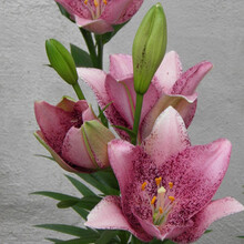 【虹越】2021进口百合种球   3球装裸球 LA/AZ/亚洲百合等盆栽地栽易养花卉 LA百合 蜜苏卡