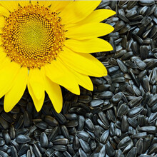 寿禾 向日葵种子葵花籽太阳花矮生观赏盆栽春秋季播种阳台家庭种植食用瓜子种业向日葵幼苗种苗菜仔 食用小粒向日葵种子（矮大头） 20g（约120粒）