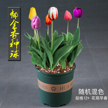郁金香花卉种球盆栽重瓣水培土培耐寒室内外阳台庭院植物球根种子 随机混色（5球含盆土肥）Y