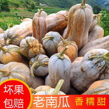 云南老南瓜超甜糯黄南瓜农家种植长南瓜宝宝辅食南瓜 老南瓜8-10斤左右