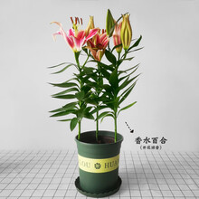 云仓百合花盆栽 百合盆栽发货香水百合开花很香的鲜花花卉植物室内花苗易活Z1 35-55厘米香水百合3株(浓香) 含盆  加仑盆