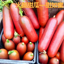 羊角蜜甜瓜种子 薄皮香瓜种籽 羊角脆羊角酥超甜水果四季高产 南美火腿甜瓜3粒分装