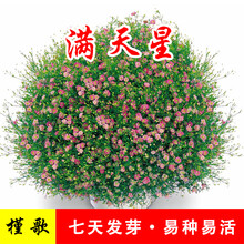 简雪太阳花种子重瓣混色盆栽花卉松叶牡丹种子四季种植易活半枝莲花籽室内外阳台庭院花卉种子 满天星400粒