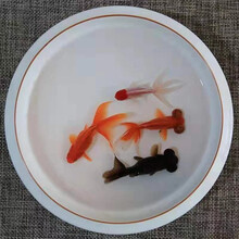 宝熙 金鱼活体活鱼淡水观赏鱼活体冷水鱼小金鱼黑龙睛红狮头鎏金珍珠兰寿小型鱼 随机金鱼2条（3-5厘米）+2条锦鲫鱼