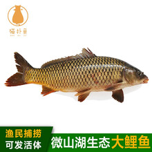 猫扑鱼（mao pu yu）微山湖四鼻孔鲤鱼 鲜活现杀 新鲜鲤鱼淡水鱼生鲜水产 四鼻孔鲤鱼4斤/条