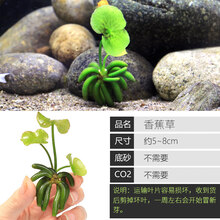 大九叶皇冠草真水草鱼缸装饰活体懒人水草淡水有茎类中后景阴性草 【香蕉草】