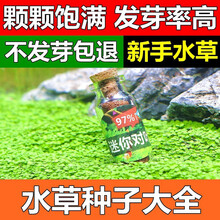 水草牛毛种子淡水鱼缸懒人水草造景装饰四季水草 大对叶3瓶适合80-90cm