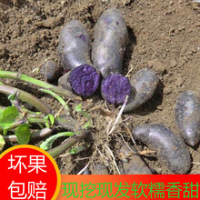 甘肃黑土豆新鲜马铃薯黑金刚美人紫皮洋芋种子含花青素五斤 二两以上黑土豆中果2斤装