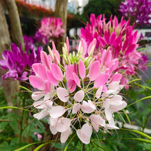 一播大地  醉蝶花种子粉色 观赏花卉庭院种植花种子花籽阳台盆栽 醉蝶花种子混色500克