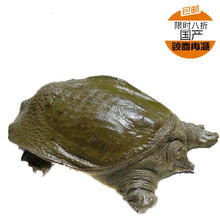 现杀新鲜甲鱼水鱼王八真空包装鲜活杀好食用开袋即煮 新鲜甲鱼1.8斤现杀真空包装