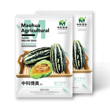 中科茂华瓜果种子中科博美甜瓜种子博洋系列花皮绿肉橘瓤酥脆香瓜种子2000粒