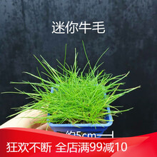 水草造景前景草大全爬地珍珠小红椒迷你皇冠牛毛草椒草活体水草 迷你牛毛一杯