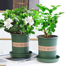 【莎之槿园艺】栀子花盆栽花卉带花苞绿植室内阳台桅子花好养的花四季开花植物观花花卉桌面盆栽植物 特惠款 加仑盆【90#栀子花+茉莉花】 含盆