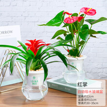 红掌盆栽水培植物室内好养花卉绿植四季水养白掌一帆风顺鸿运当头 冬瓜瓶-红掌+鸿运当头 含盆