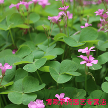 三叶草四叶草种子幸运草四季常青易种活园林绿化庭院护坡草坪种籽 四叶草一斤