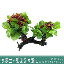 懒人水草新手鱼缸造景水草植物水榕水草水族箱造景沉木装饰活 水罗兰红波+沉木2头