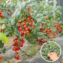 寿禾 蔬菜秧苗大全寿光四季蔬菜苗优质多种疏蔬莱菜苗种苗茄子幼苗番茄辣椒阳台盆栽农家家庭种植菜仔菜苗秧 【株高约1.5米】甜心八号小番茄苗 6棵