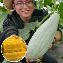 寿禾 新疆贵族南瓜种子秋季丑瓜金丝栗瓜菜瓜菜种籽粉糯肉质金黄家庭种植蔬菜种孑菜籽 金丝栗瓜（丑瓜、贵族南瓜）种子 10粒