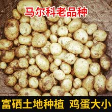 【现挖】21年恩施富硒黄皮黄心冬季小土豆新鲜迷你马尔科马铃薯土特产5斤 硬币大小(五斤装)