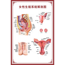 女性生殖器官图 商品搜索 京东