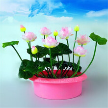 柯必达 四季水养睡莲水生碗莲荷花卉盆栽观花水培植物种子根块种藕室内花 小舞妃20粒+盆+营养液+泥