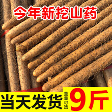 小白嘴白山药铁棍山药新鲜蔬菜铁杆淮山药5斤 非河南焦作温县垆土 500g