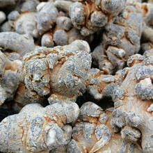 云南文山正宗春三七头(田七头) 100克 250克 500克可代切片 23头不带剪口500克 三七(整头)