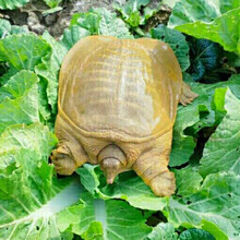 安小离黄河甲鱼活体中华鳖王八水鱼团鱼海鲜甲鱼苗黄河公甲鱼元鱼 4斤黄公鱼(不是外塘鱼送吃)