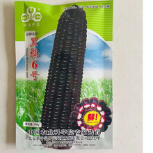 苏瑞 绿色超人水果玉米种子 黑糯6号黑糯玉米种子 白玉米黑玉米杂交种籽 早熟抗病四季高产中品开元 黑糯6号     200g【糯玉米】