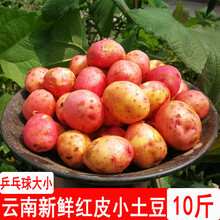 云南土豆新鲜 红皮黄心 洋芋 农家粉糯马铃薯 10斤（小号）