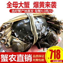 【活蟹】全母精品特大蟹现货阳澄小斌大闸蟹 鲜活特大螃蟹全母蟹活体实物 生鲜水产大闸蟹精美礼盒 特大全母精品母蟹4.0两/只 十只装全母蟹礼盒装