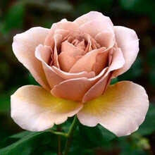 庭院新西兰切花月季拿铁咖啡coffe latte 咖啡色复古色玫瑰花苗 拿铁咖啡(小苗) 不含盆