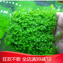 前景草鱼缸草坪爬地矮珍珠趴地矮珍珠爬地珍珠鱼缸造景水草 爬地矮珍珠网片8cm(拍五送一)
