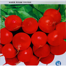 月娥萝卜种子特大四季播满堂红白萝卜秋冬季水果蔬菜胡萝卜籽种孑大全 樱桃萝卜 原装5克