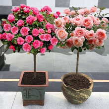 静嘉 树状月季树桩树形月季树型嫁接月季大花月季欧月月季苗月季树 粉花球 1公分带原土发货
