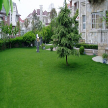 千惠美 草坪种子（一斤）马尼拉草四季青耐践踏庭院绿化草种子 护坡草籽耐旱狗牙根小区绿化护坡施工包衣 美国青草种子一斤